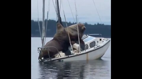 Wait for end.. It is so interesting | #Animals #Sea