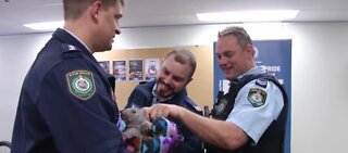 Orphaned wombat joins police squad