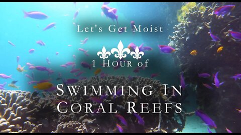 Swim with the Fishes! Take A Trip Through Tropical Reefs for Studying/Meditation/Relaxation