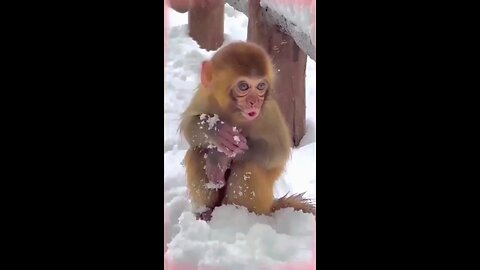 beautiful girl flourty my monkey 🐵 monkey is cute and girls beatyfull