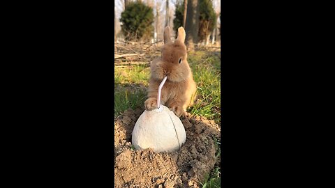 A Day in the Life of the Cutest Rabbits