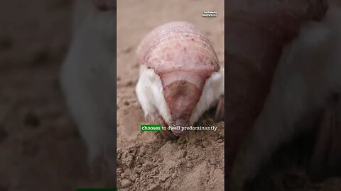 True or False? Mysterious Pink Armadillo in Jungle of Argentina