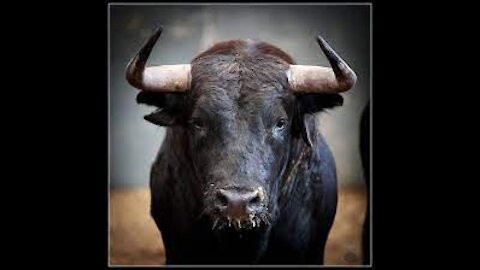 Funny and Danger Bull Attacks - Bullfighting Festival 2020 | Funny crazy bull attacks people