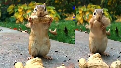 Funny Squirrels | funny animals | cute animal