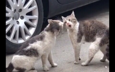 Two cats quarreling