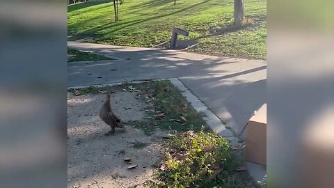 Our outstanding officers located a family of ducks that had wandered off...