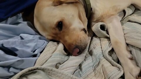 This Labrador is So Sad.
