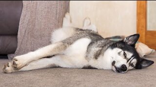 Husky Sings Laying Down