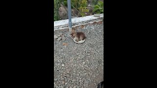 Fluffy kitten is played with stones