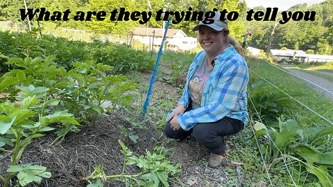 What Weeds Indicate About Your Soil