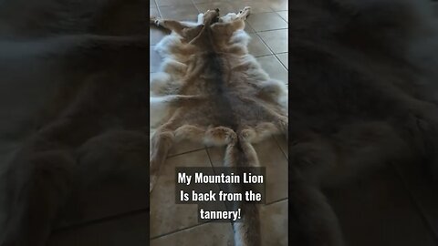 Mountain Lion back from Tannery! #shorts #mountainlion #hunting #cathunting #tanninghides #success