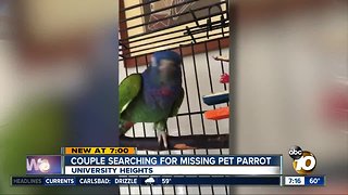 Owners searching for missing parrot in University Heights