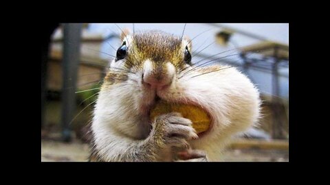 Best and funniest squirrel & chipmunk videos - Funny and cute animal compilation