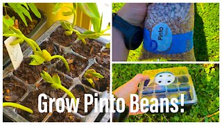 Grow Pinto Beans