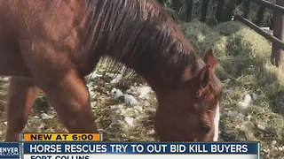 Rescue groups outbid "kill buyers" at horse auction