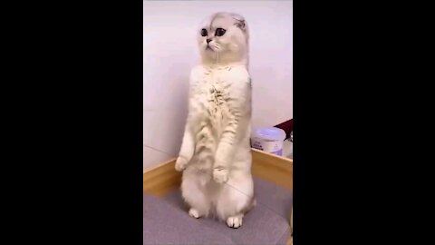 cats reactions are priceless (funny cats)