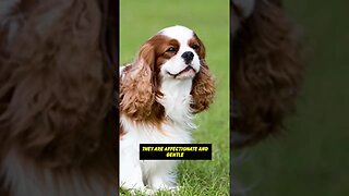 How about "A Royal Companion: The Cavalier King Charles Spaniel"?