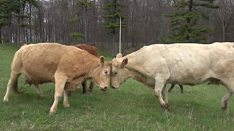 Herd mother referees cow scuffle to protect newborn calves