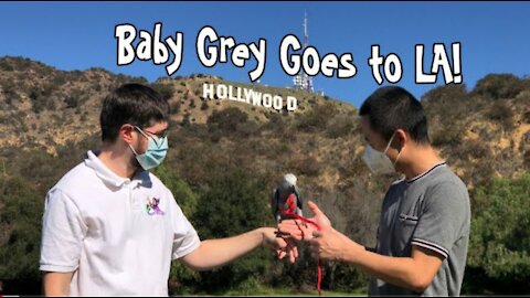 Delivering a Baby African Grey Parrot to LA!