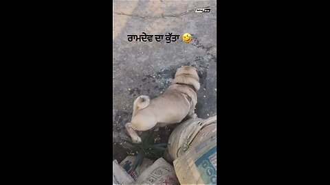 Ramdev da kutta