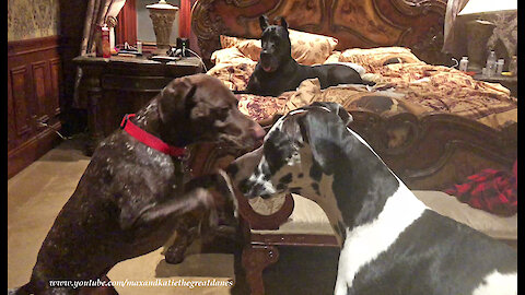 German Shorthaired Pointer Has Fun Dancing With Great Dane