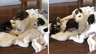 Mini dachshund adorably babysits and entertains foster puppies