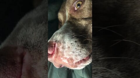 After pulling massive leech out of dogs nose: Checking dog’s nose and mouth