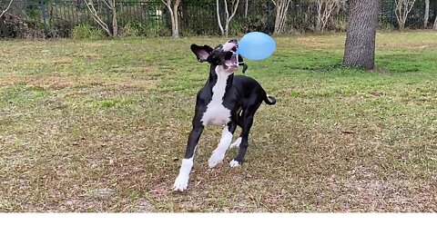 Great Dane puppy plays with balloon, ends up popping it