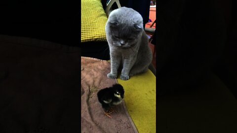 Kucing sedang bermai dengan anak ayam