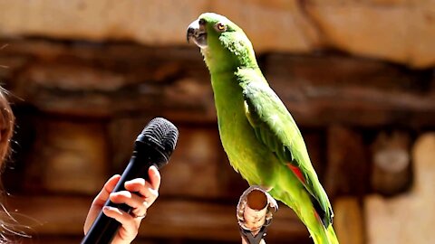 TITULO,,, Talking Laughing Funny Smart Clever #Parrots​ Viral Video Compilations