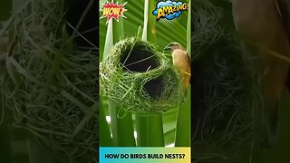 How do Bird Build Nest #viral #shorts