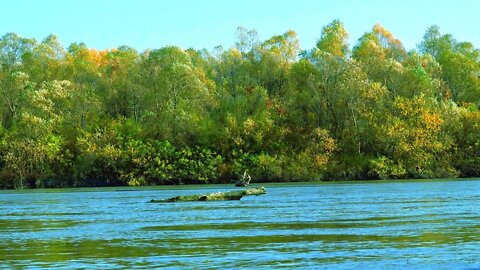 Nature Sounds Relaxation-Birds Singing-Sound of Water-Relaxing Soothing Meditation