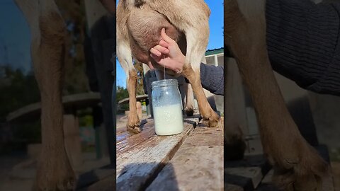 #simplelife #homesteadlife #homestead #farmlife #peaceful #pnw #usa #goats #goatmilk #farmfresh