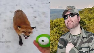 Finnegan The Red Fox Gets A New Toy (SaveAFox) - Reaction! (BBT)