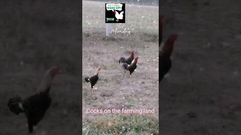 #Shorts, Cocks on the farming land,#shorts#,#cocks#,#animalloverworld