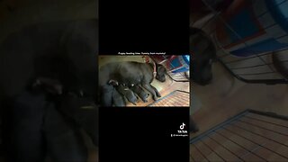 Puppies get yummy milk from Mommy.