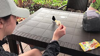 Friendly little bird begs for ice cream from Canadian tourist