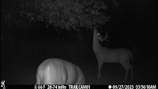 Nice 8 point buck working a scrape!