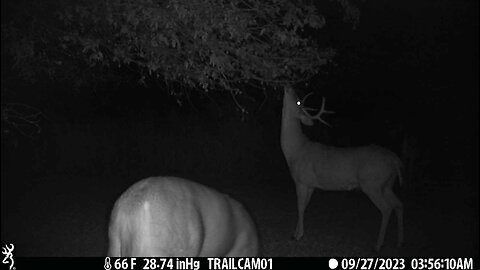 Nice 8 point buck working a scrape!