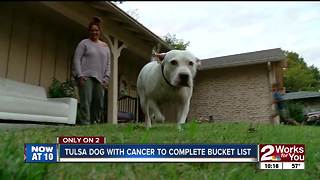 Dog with cancer scratches items off bucket list