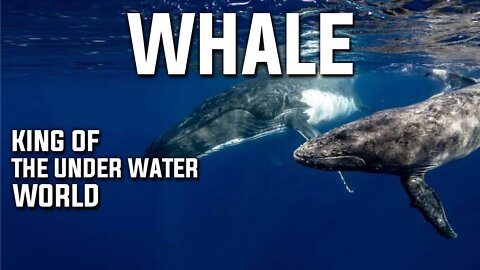 HOW WHALE IS KING OF THE UNDERWATER WORLD | THE AMAZING LIFE OF WHALE | WHALE |