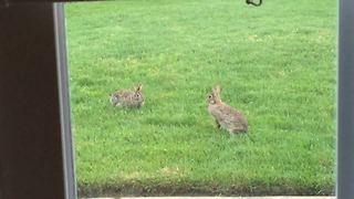 Two Rabbits Have An Adorable Play Date