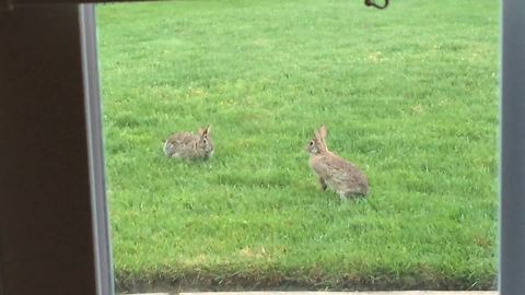 Two Rabbits Have An Adorable Play Date