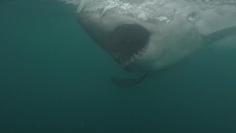 19 Ft Great White Decapitates Diver 2023