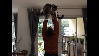 Homegy Fail: using Cats as dumbbells during covid19 self quarantine