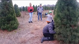 We cut down our Christmas tree