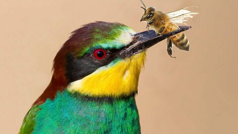 A Hungry Bird Brutally Separates a Bee From Its Stinger