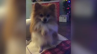 "Pomeranian Dog Dances to Christmas Music"