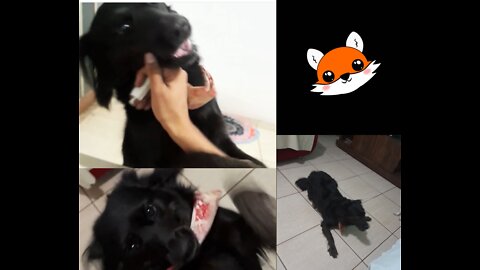 My dog ​​calling me to play / Meu cachorro me chamando pra brincar