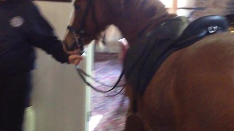 Woman brings her pony into a pub!